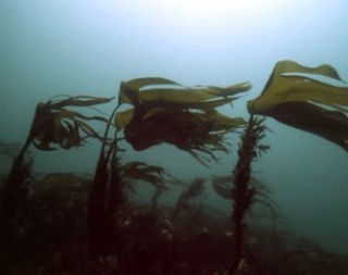  La fauna y la flora del Canal de la Mancha 